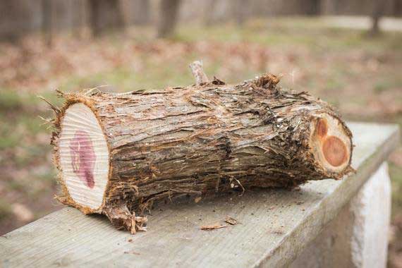 Cedar log cut for firewood